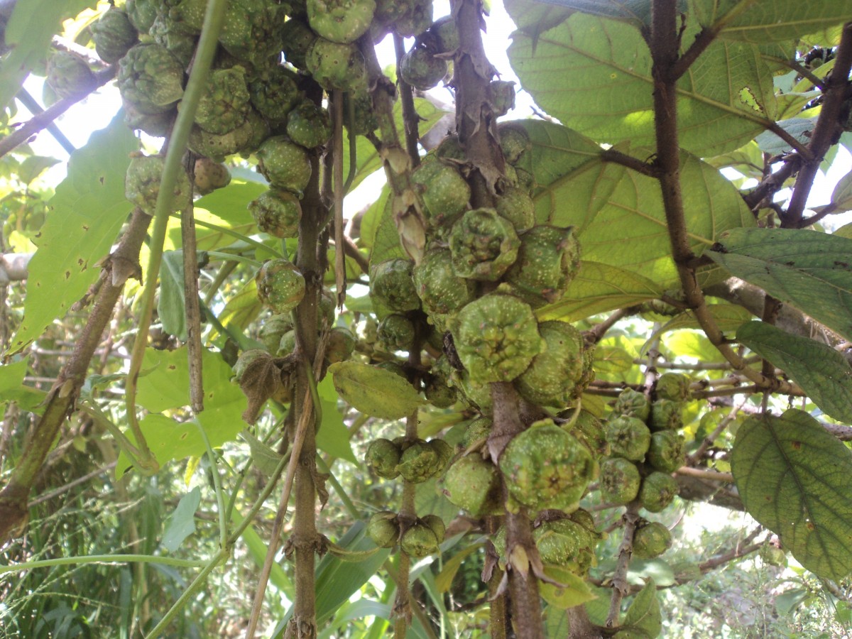 Ficus hispida L.f.